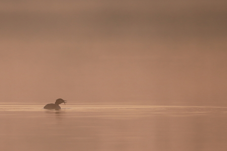 fuut in de mist