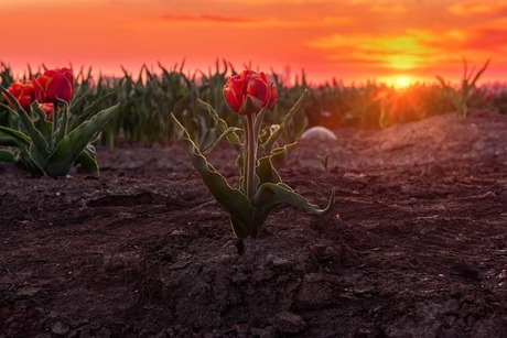 Zonsopkomst en tulpen 