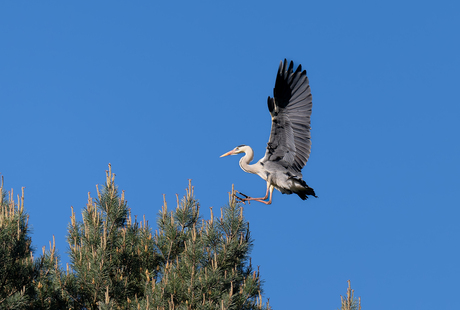 Reiger