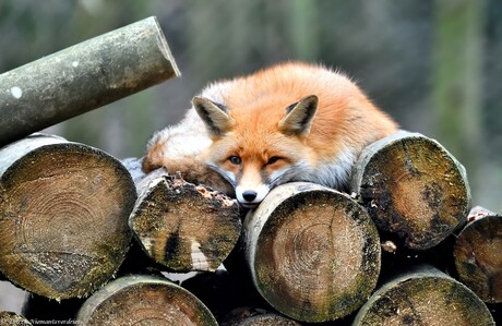 Foxy nap time