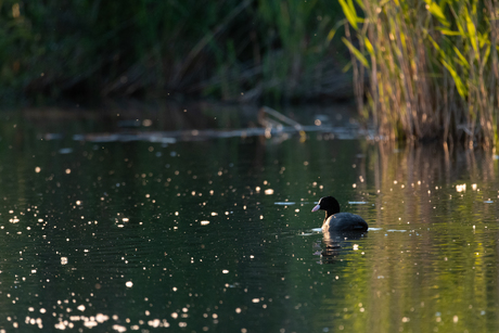 Meerkoet in avondlicht