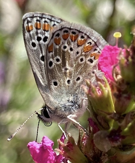 Bruin blauwtje in de tuin.