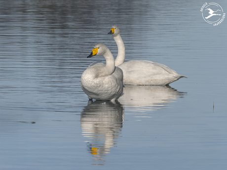 Paartje wilde zwanen (Cugnus cygnus) in de AWD