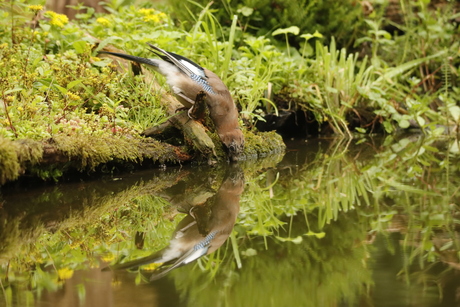 dorst