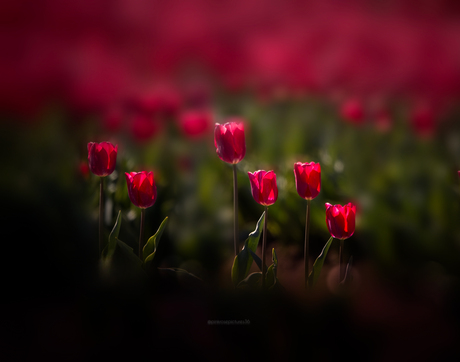 Roze reflecties