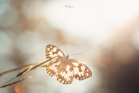 Marbled white/ dambordje