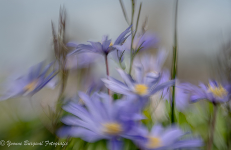 Oosterse annemoontjes in de wind