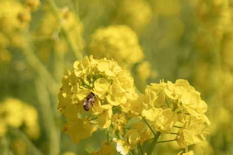 Macro voorjaarsbloesem geel