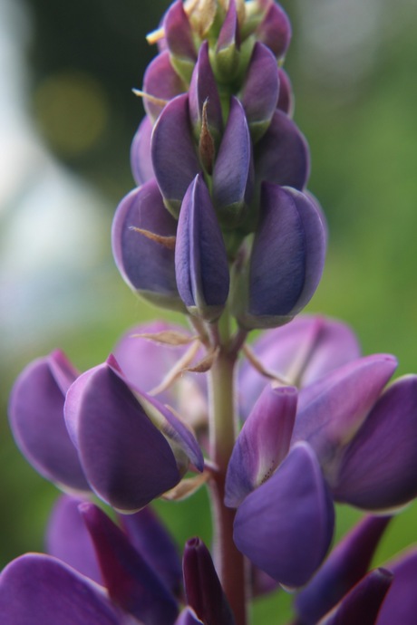 Lupine