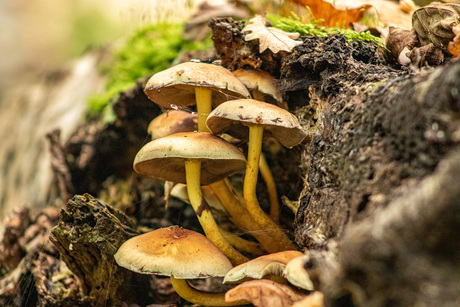 Paddestoel in de Ennemaborg.