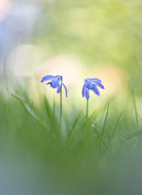 In the garden