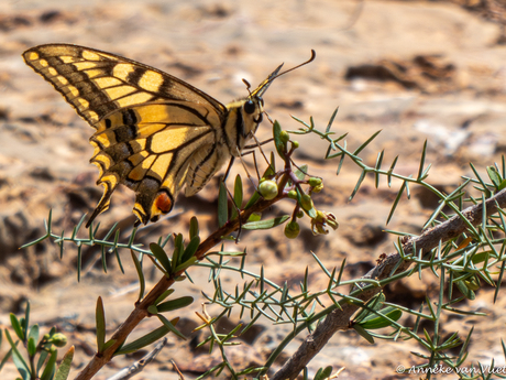 Koninginnenpage (Papilio machaon)