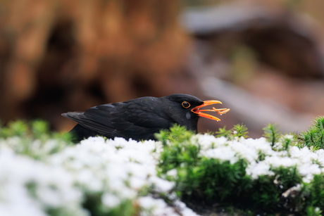 Merel die zijn lunch vangt