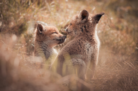 Love between two little foxes