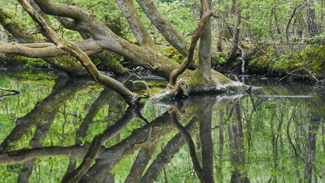 Donkere Duinen