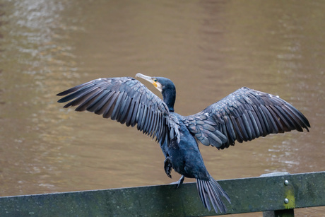 Yoga voor beginners .....