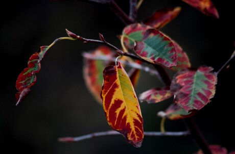 Herfst kleuren