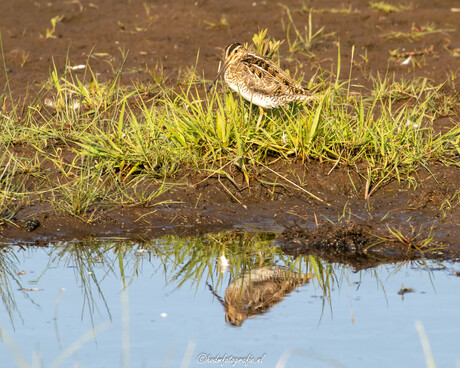 Watersnip 