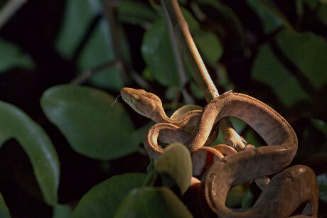Slang in de nacht.