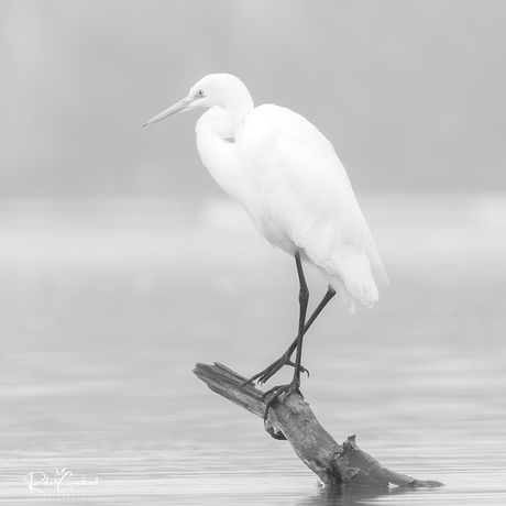 Grote Zilver Reiger