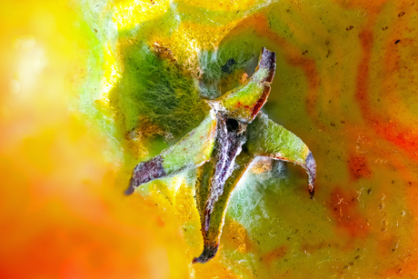 Kroontje van een appel