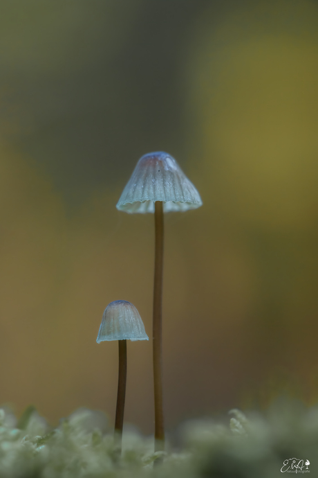 Melksteelmycena