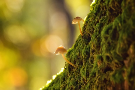 Paddenstoelen in de zon