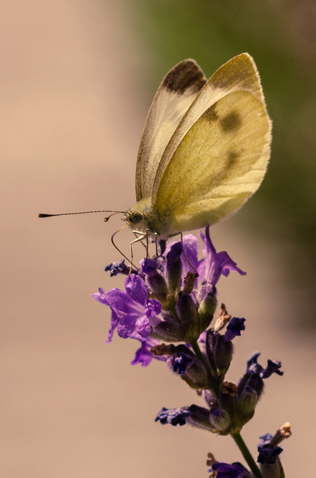 Witte vlinder op lavendel
