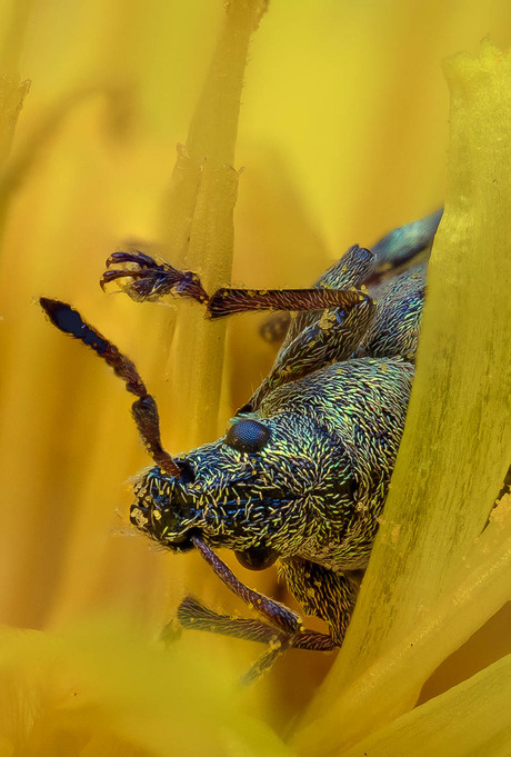 Gestreepte bladsnuitkever
