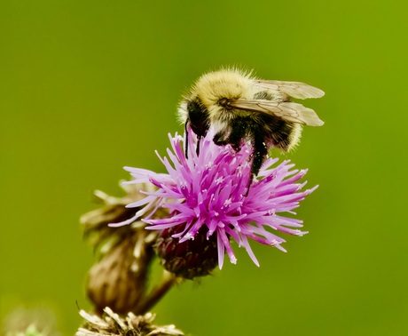 Hommel