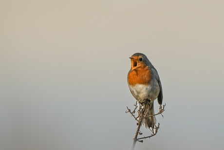 Het hoogste lied op maandagochtend...