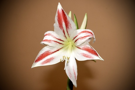 Amaryllis