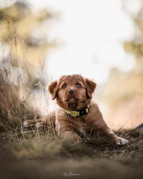 Toller puppy in het gras