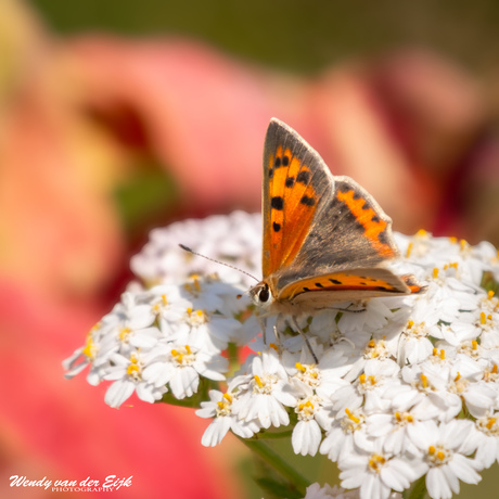 Kleine vuurvlinder