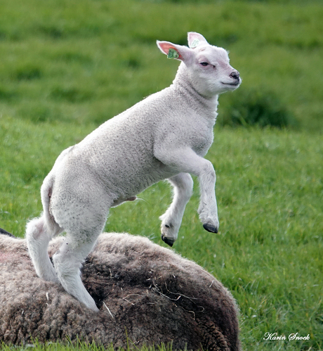 "I'm the king of spring..."