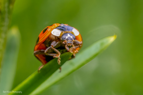 Lieveheersbeestje monsterlijk mooi…