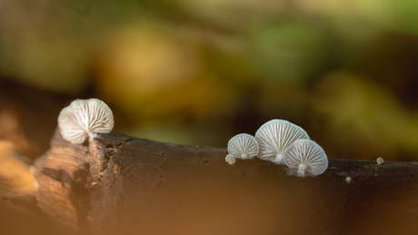 Luisterende oortjes 🎵🎶…