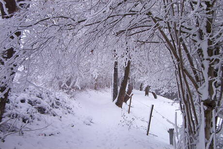 Het witte woud