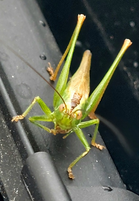 Zuidelijk spitskopje