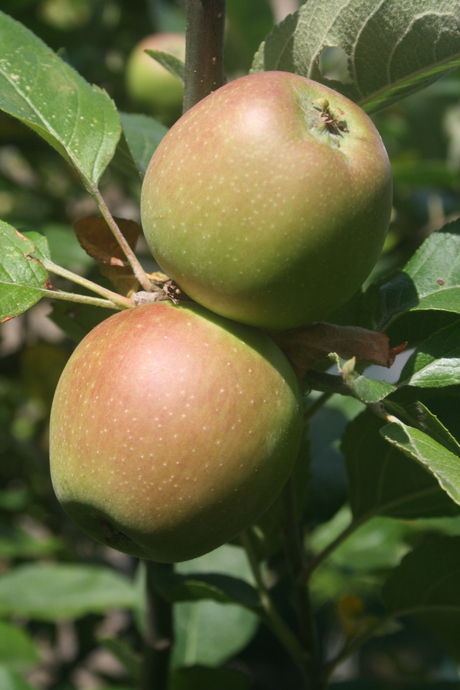 Appels