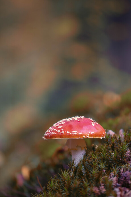 Herfst