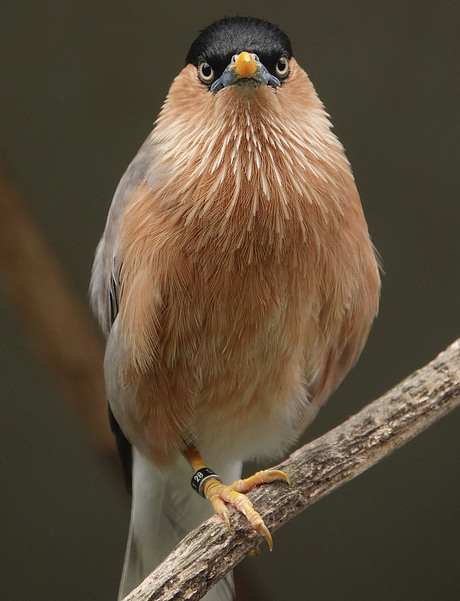 heel mooi vogeltje......................