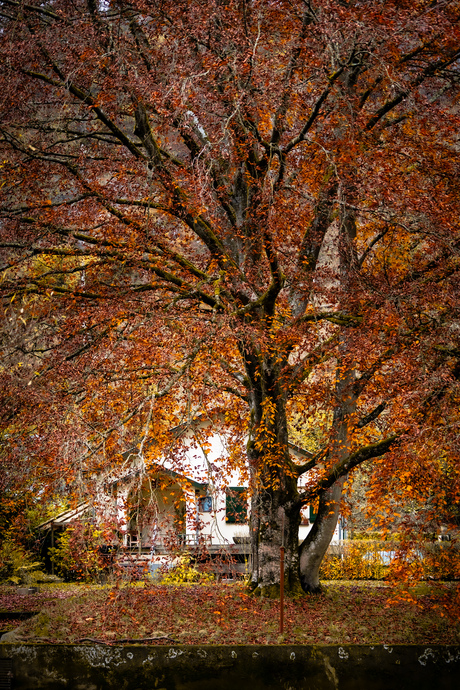 Herfst in de Ardennen