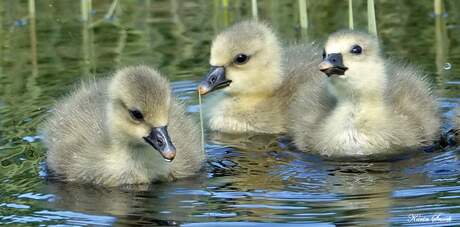 "Three little ducklings"