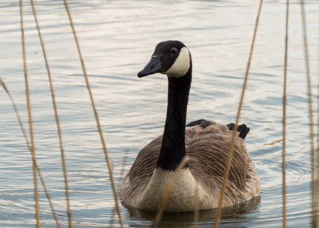 Canadese Gans door het riet