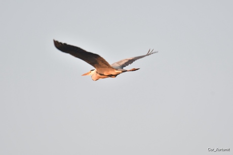 De blauwe reiger