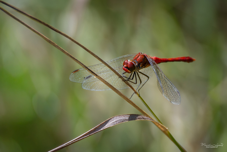 Steenrode Heidelibel