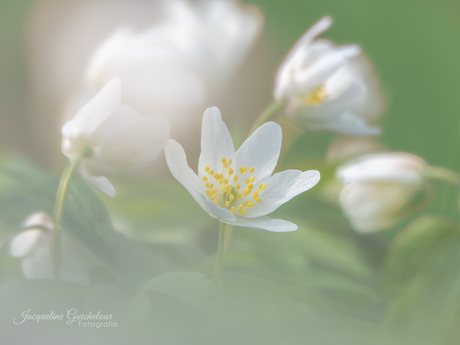 Schattige bosanemoontjes