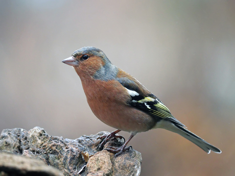 Vink