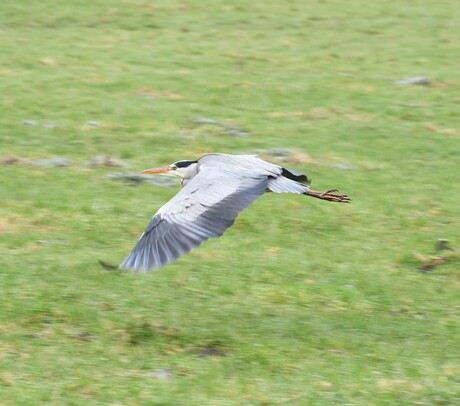 Blauwe reiger